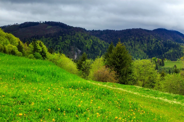 a grassy hillside with a forest in the background