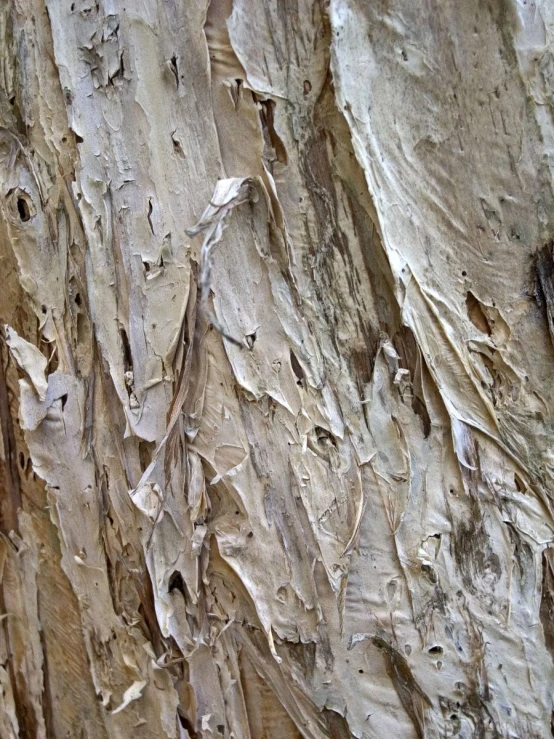 the bark is covering the tree in some places