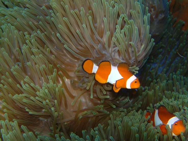 two clown fish with green sea anemone growing out of the water