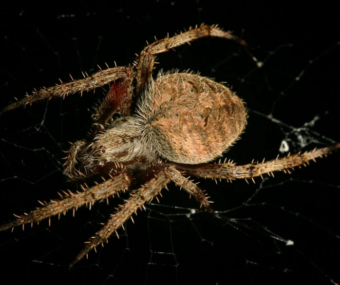 a close up po of a spider