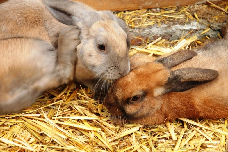 two brown and gray rabbits sitting next to each other