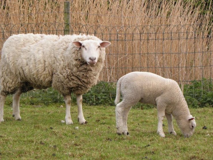 two sheep graze on grass beside a fence