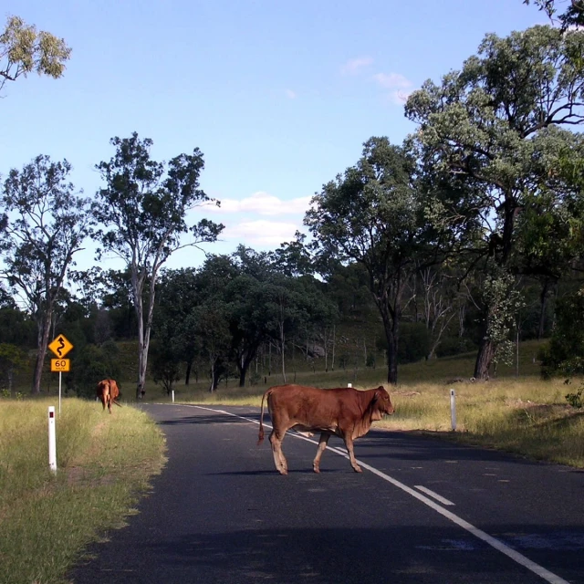 cows crossing a country road with sign warning of danger