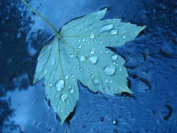 there is a green leaf with water droplets