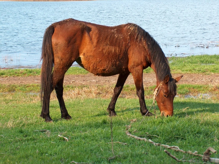 a horse grazes on grass near a body of water