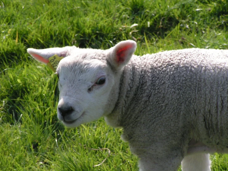 closeup of a white sheep with a red marking on its face
