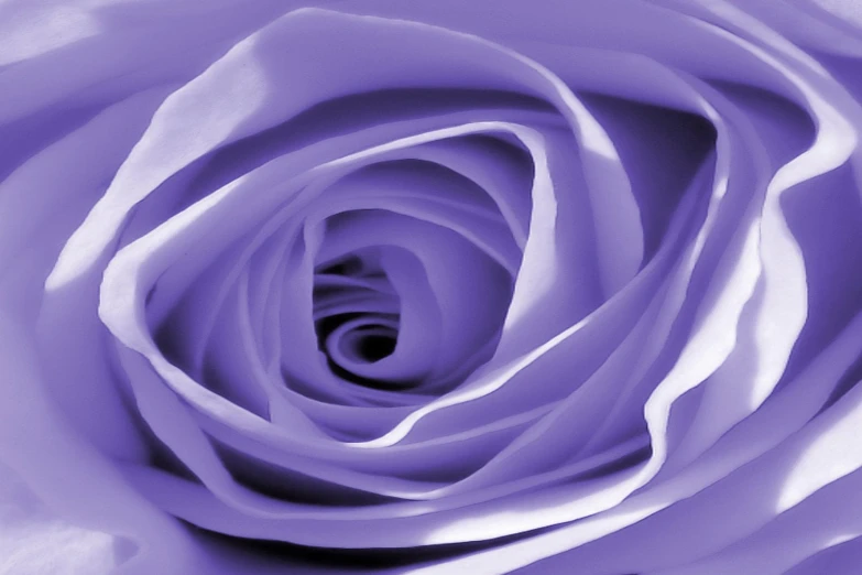 purple rose petals are shown in this pograph