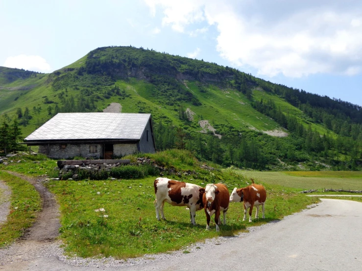 three cows are standing in a field outside a house