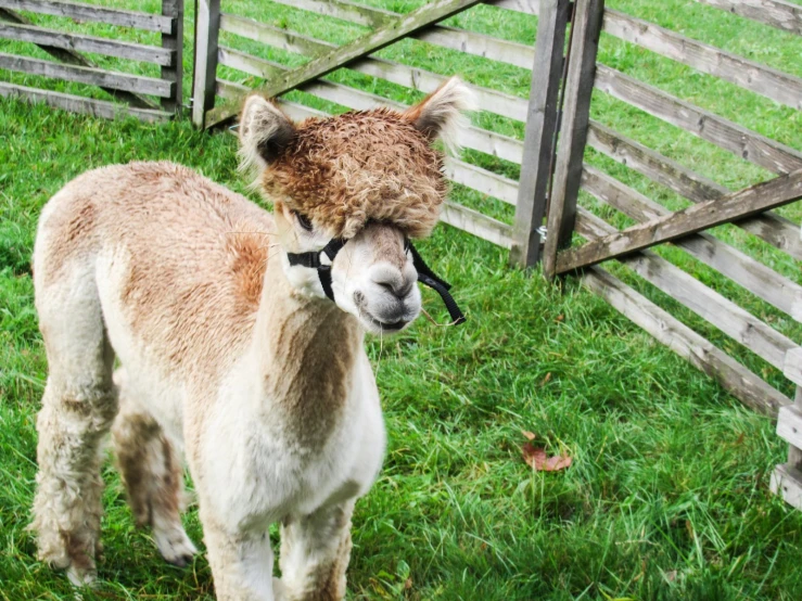 an adorable alpaca is standing outside next to a fence