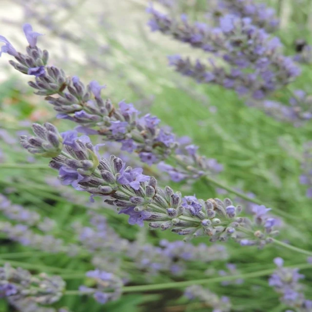 lavender flowers blowing in the wind by a white building