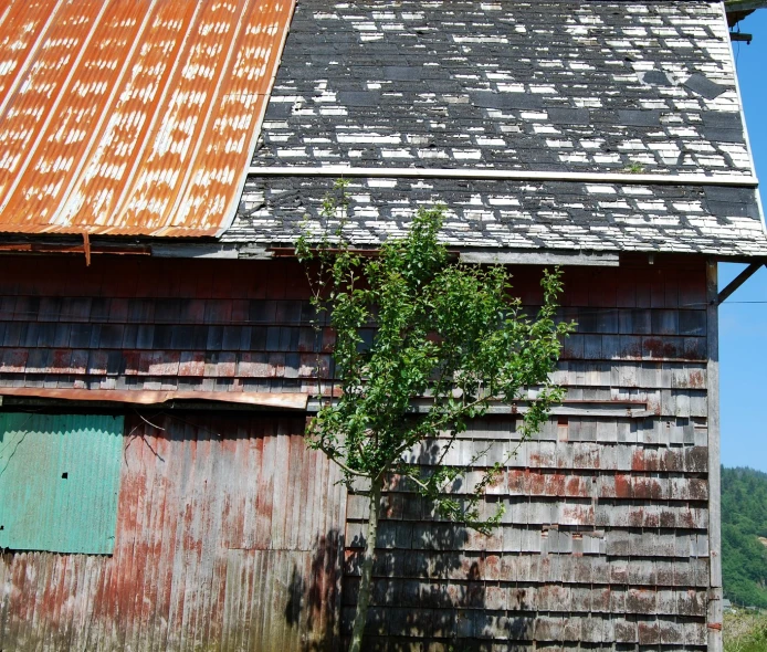 two barn buildings with rusty metal roofing and one green tree in the yard