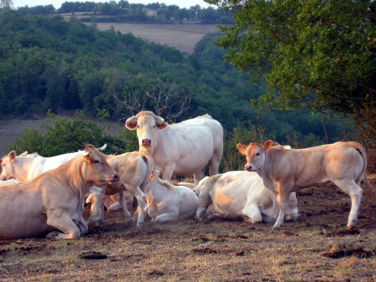 a herd of cattle are sitting on the ground