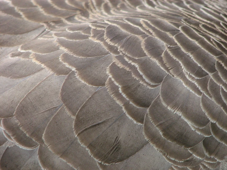 a close up of a large bird with feathers