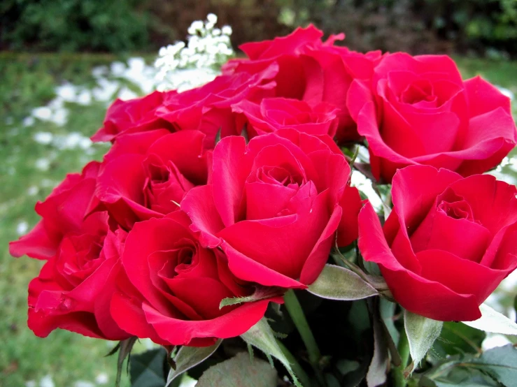 a vase filled with red roses on top of a green field