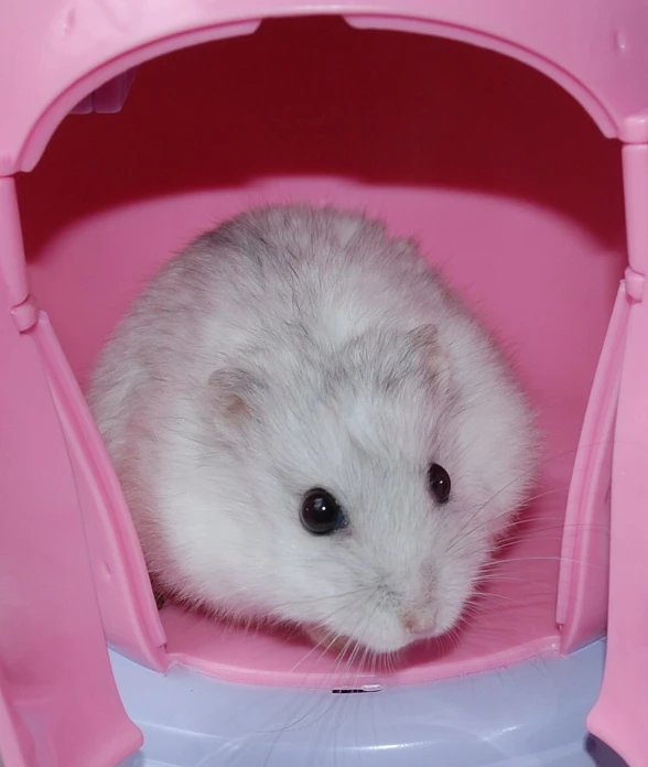 a small white hamster sitting in a pink pot