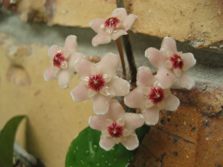 some pink flowers that are on top of a green plant