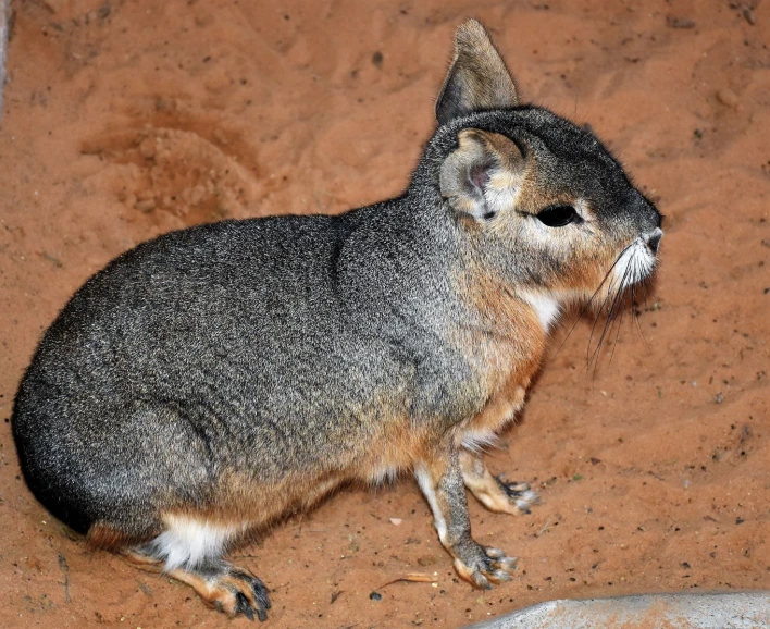 an animal that is sitting on some dirt