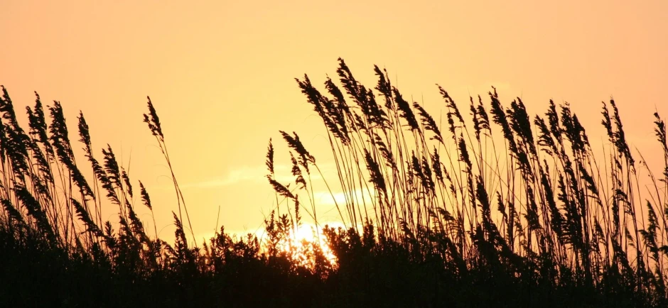 tall grass blowing in the wind at sunset