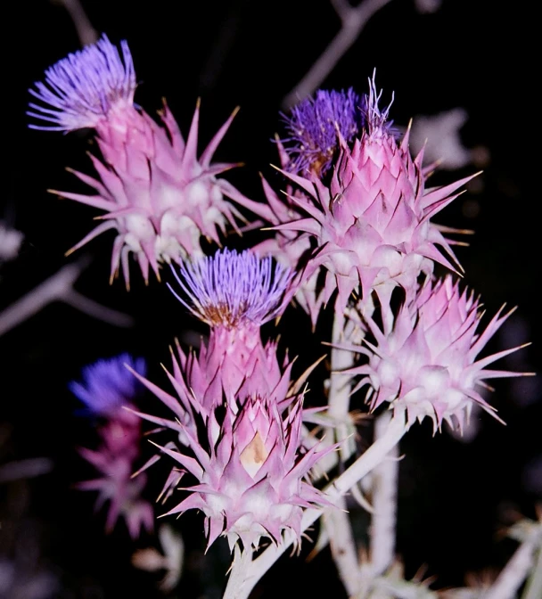 a close up image of small flowers in the wild