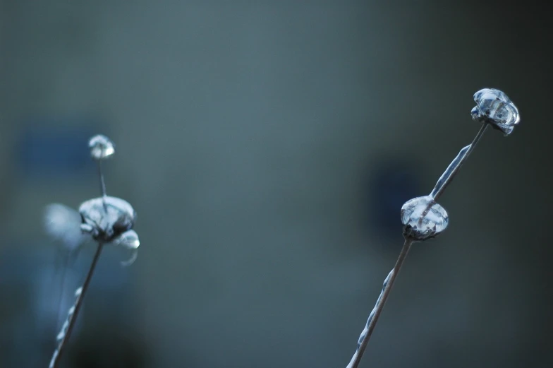 three flowers that are next to each other