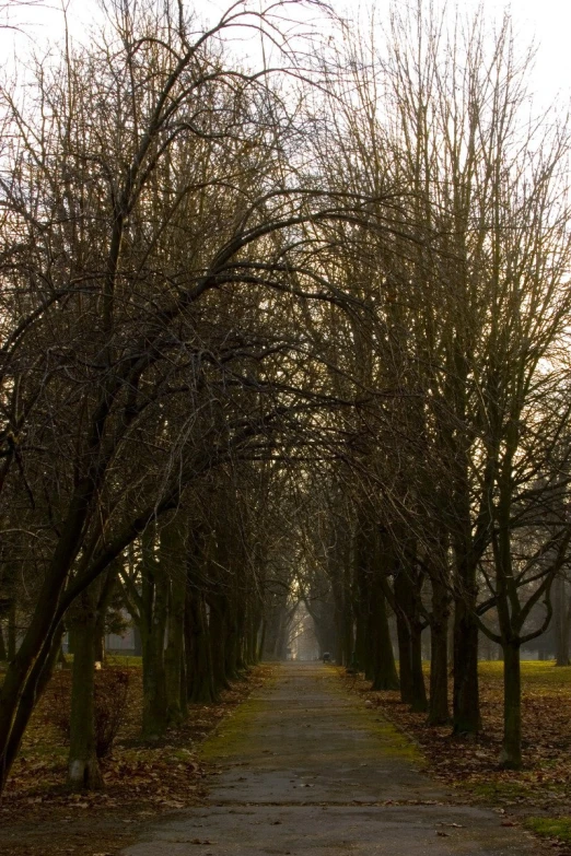 an empty tree lined path with benches in the middle