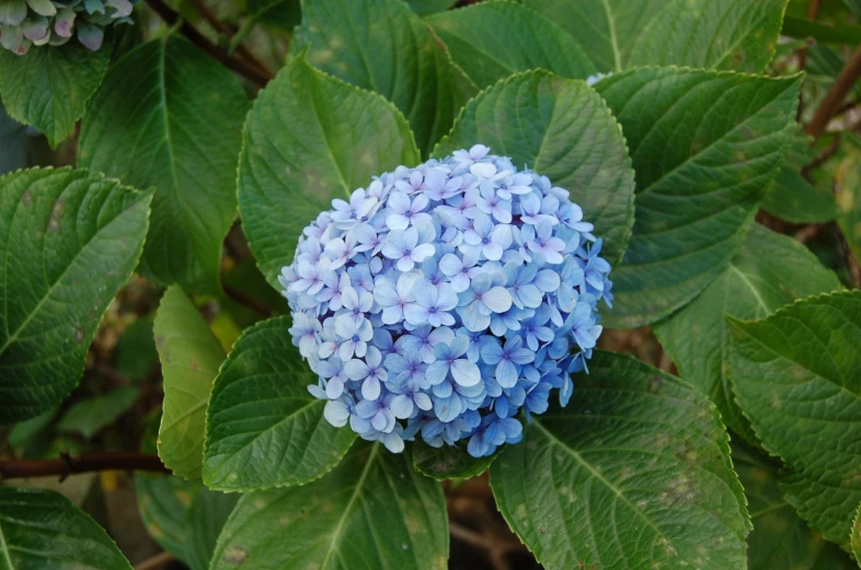 this flower has many blue centers in the middle of it