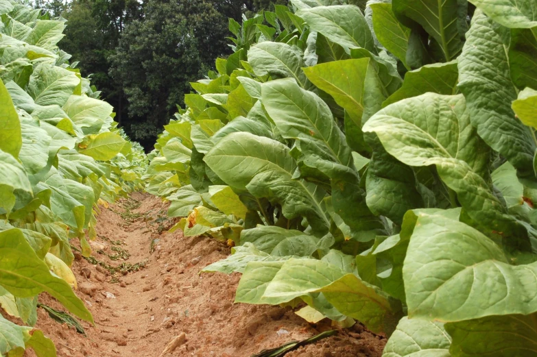 a path between the crops at the farm