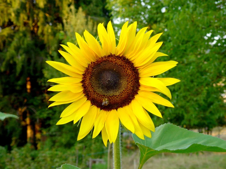 a large sunflower standing next to a forest