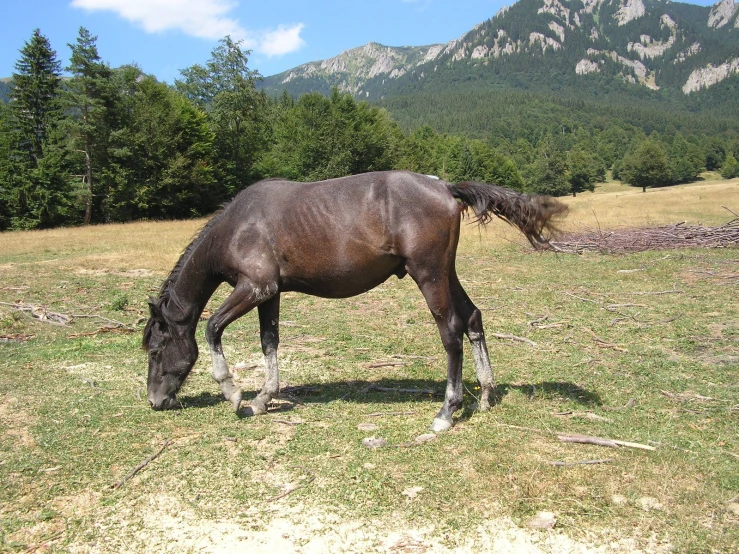 a brown horse grazing on green grass near the mountain
