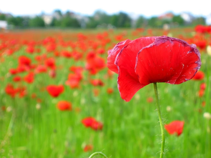 a poppy in the middle of a field of grass