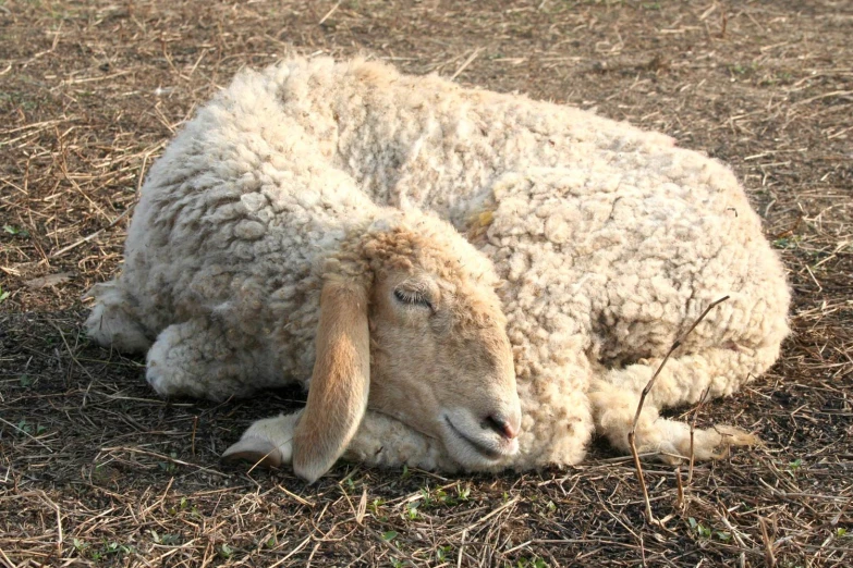 the lamb is laying down in the dry grass