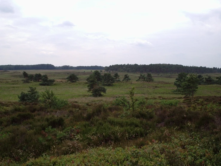 a wide open field that has some trees in the background