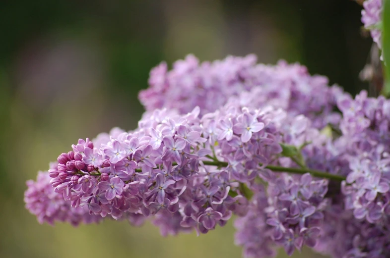 purple flowers are growing in the garden outside