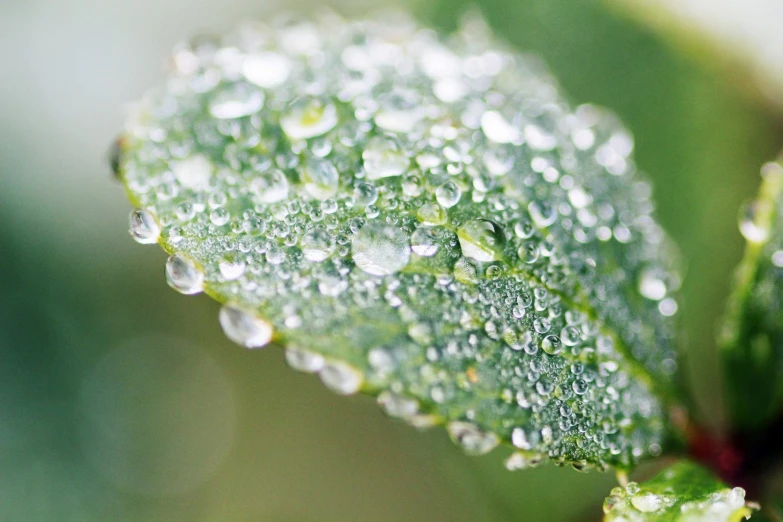 a wet green leaf with many small drops of water