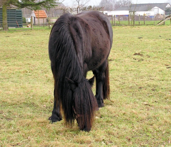 a black pony grazes on grass in the open field