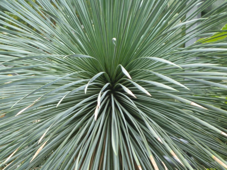 a palm tree with large leaves in the middle