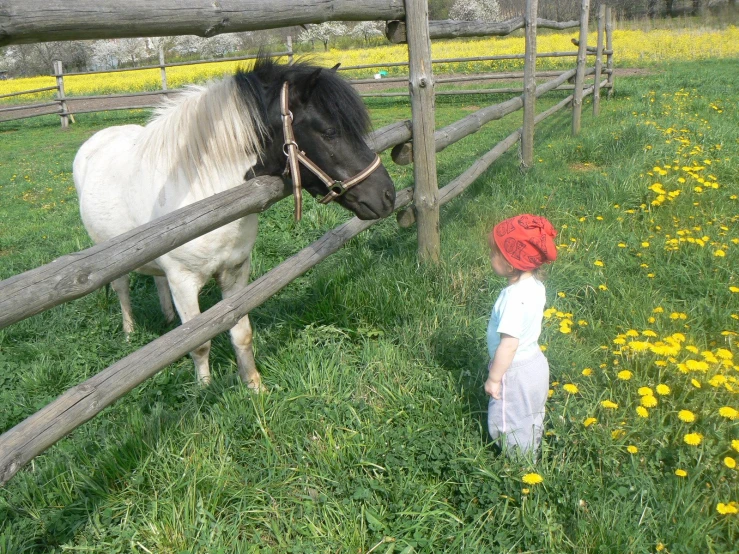 a child wearing a red hat standing in front of a horse