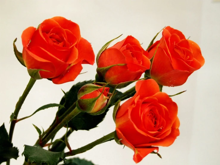 a bouquet of red roses in a glass vase