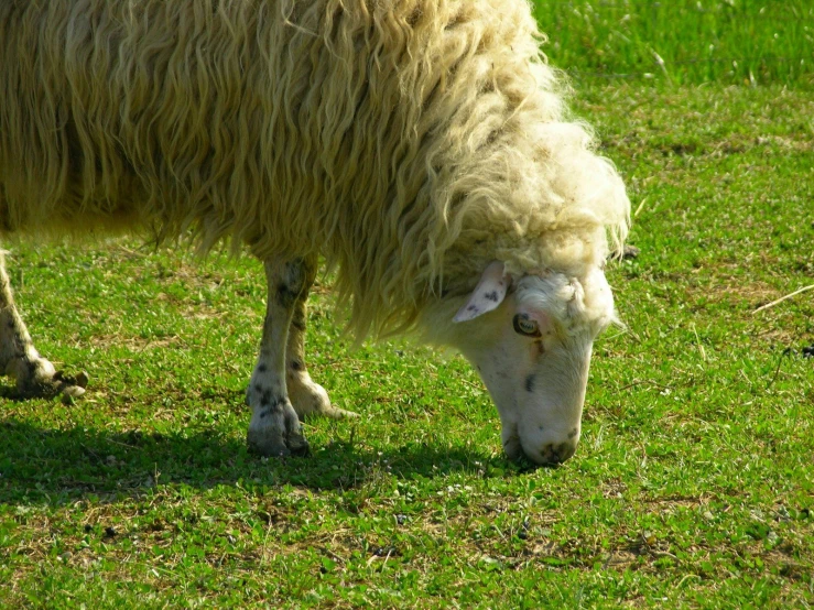 a sheep with curly hair is standing on the grass