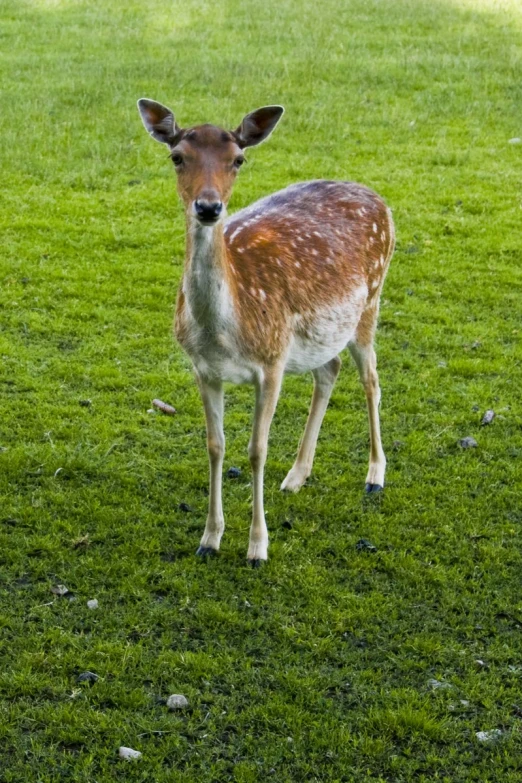 a deer stands alone on some grass