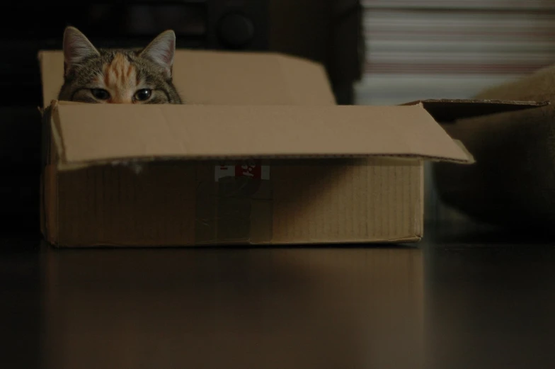 a cat laying in a cardboard box looking at the camera