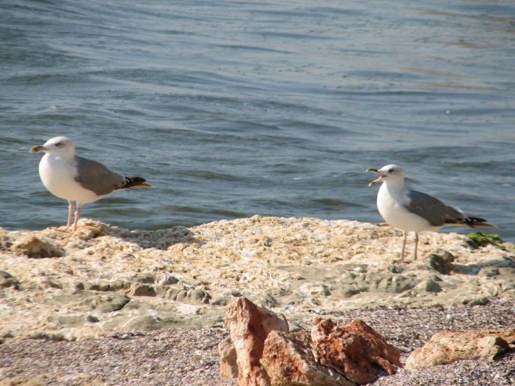 two seagulls are standing on the edge of a rocky cliff overlooking the water