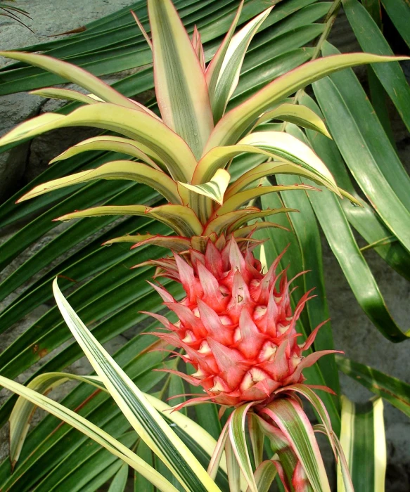 the small pineapple is growing on the palm tree