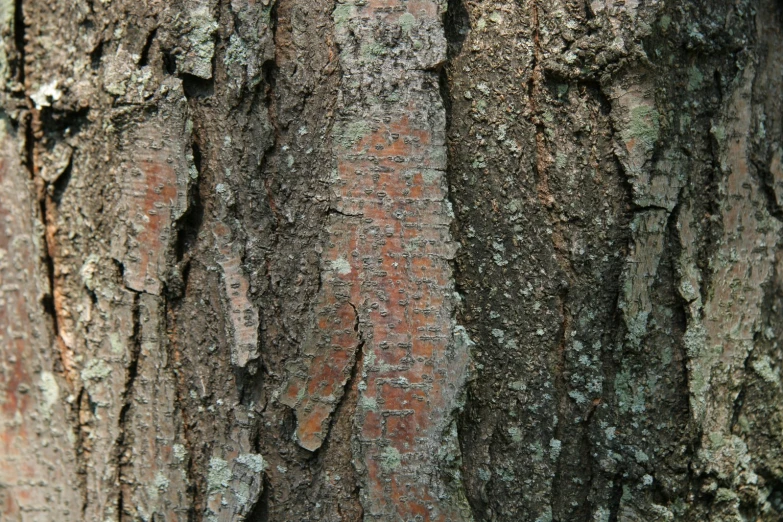 the trunk of a tree that is covered with lichen