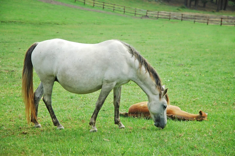 an adult horse and a smaller horse in a grassy field