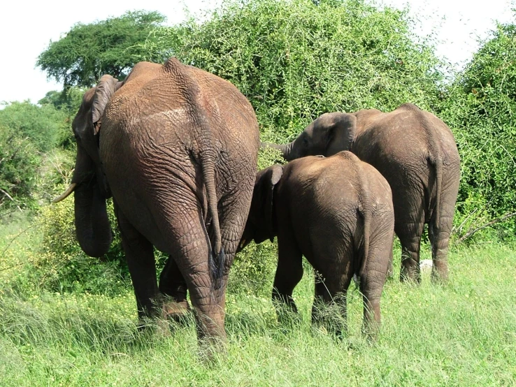 two adult and one baby elephants walking through tall grass