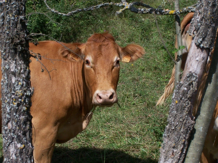 brown cow standing in a field behind a fence