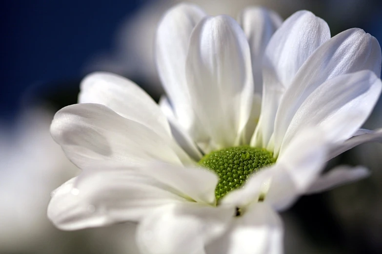 a close up of a flower with blurry flowers behind it