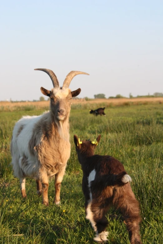 a couple of goats are in a field