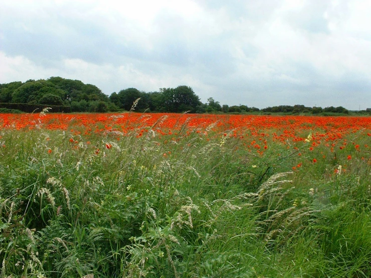 a field with a lot of tall green plants